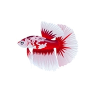 Red Marble Betta